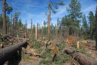 Mogollon Rim, November 4, 2010